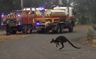 Un kangourou traverse la route à proximité de pompiers australiens, le 10 décembre 2019.