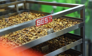 Usine de production de nourriture à base d'insectes en Thaïlande, mars 2015.