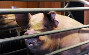 Un porc dans une exploitation de Loon-Plage (Nord), le 17 août 2015.