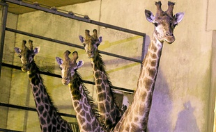 Les girafes du parc devraient prolonger leur hibernation au chaud encore quelques jours.
