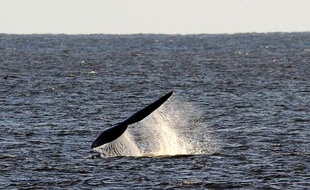 Le Parlement uruguayen a décidé de faire de la totalité des eaux territoriales du pays un sanctuaire pour les baleines et les dauphins, afin de protéger ces espèces et de promouvoir le tourisme.