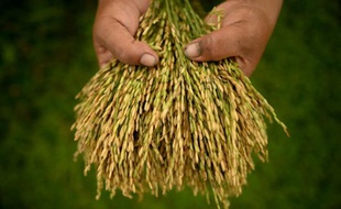 Une des variétés de riz cultivée à l'Institut international de recherche sur le riz (IRRI), basé à Los Banos, au sud de Manille, photographiée le 10 octobre 2015