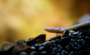 Un protée anguillard, une espèce rarissime, photographié dans la grotte de Postojna le 25 avril 2016