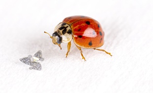 Des micropuces volantes pour surveiller la pollution et les maladies