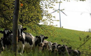 Les vaches et les éoliennes, sources d'énergie renouvelable.
