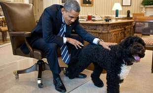 Bo, le chien des Obama et star de la Maison Blanche est mort le 8 mai 2021