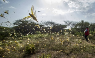 Des criquets faisant partie d'un immense essaim, capturés ici au Kenya début février 2020.