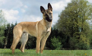 Un berger belge Malinois. Illustration.