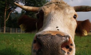 Illustration d'une vache.