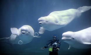 Un plongeur observe des baleines blanches à l'aquarium d'Aquas à Hamada, au sud-ouest de Tokyo, le 26 juillet 2008