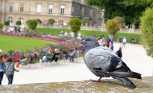 23.000 pigeons auraient élu domicile à Paris.