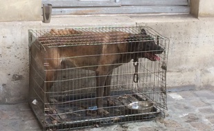 Echo vivait depuis deux ans dans cette cage rangée à l'arrière d'une fourgonnette.