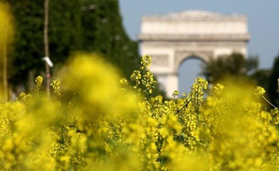 La nature à l'honneur sur les Champs Elysées, à Paris le 23 mai 2010.