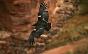 Les efforts pour sauver le condor de Californie, le plus grand oiseau d'Amérique du Nord, sont menacés par le plomb de chasse ingéré par ces charognards qui se nourrissent de cadavres de cervidés tués par les chasseurs, affirme une étude publiée lundi.