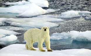 La température de l'air arctique a atteint un record en 2015.