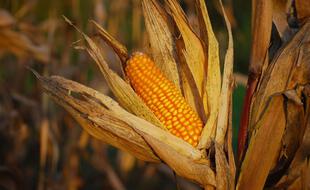Le maïs est la céréale la plus cultivée dans le monde avant le riz et le blé
