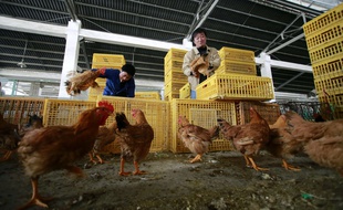 Un élevage de poules frappé par la grippe aviaire en Chine, le 3 avril 2013, à Shanghai, en Chine.