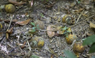 Kouagna le 13 decembre 2012. Signalisation d'UXO et bombes a sous munitions par un habitant du village.