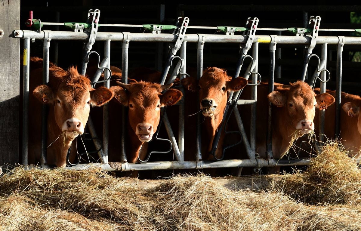 « On n'a pas d'autre solution »... Euthanasie et confinement imposés face à cette maladie des vaches