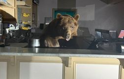 Un ours se gave de glace dans un magasin avant l’arrivée de la police