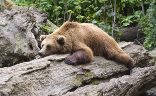 Illustration d'un ours brun.