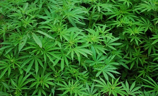 Des feuilles de cannabis, illustration