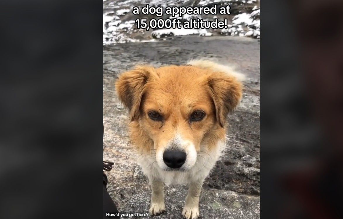 Perdu à 4.500 m d’altitude, ce randonneur trouve son chemin grâce à un chien errant au Pérou image