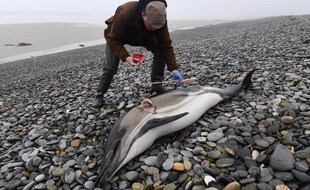 Un volontaire de Réseau National d'Echouage (RNE) réalise des prélèvements et des mesures sur le cadavre d'un dauphin retrouvé échoué sur une plage à Plovan, dans le Finistère.
