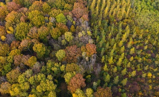 Une forêt, à Lizy-sur-Ourcq (illustration). Photo J.Witt / SIPA