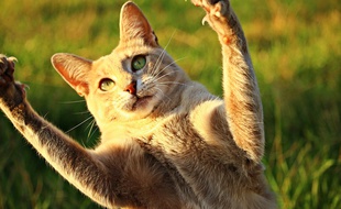 Le dégriffage des chats est une pratique désormais interdite dans l'Etat de New York.