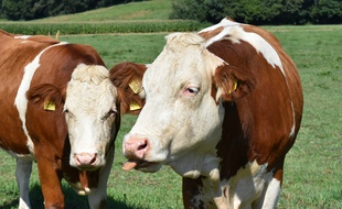 La ferme Durr compte 180 bovins dont 60 vaches laitières