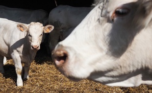 Illustration de vaches de race charolaises le 22 juillet 2019 à Ouchamps, près de Blois