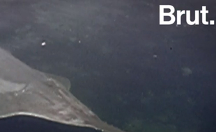 Capture d'écran d'une vidéo Brut montrant un poisson-scie.