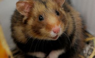 Bonne nouvelle! La population du grand hamster d'Alsace, espèce menacée, est en hausse (Archives)