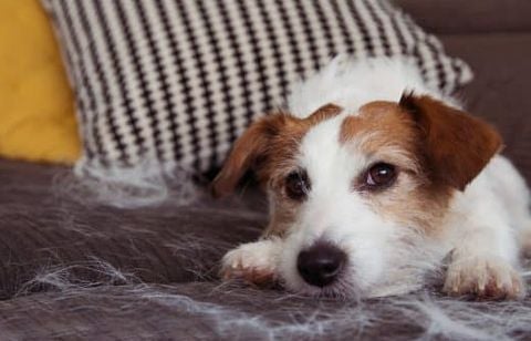 Poils et poussière résistent à l’aspirateur sur votre canapé ? Essayez ce geste simple et redoutablement efficace