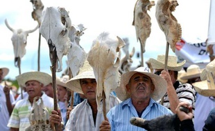 Une chèvre noire sous un arbre sec : c'est le seul animal qu'il reste à Maria Juana Rodrigues, agricultrice à Quixada, dans le Nordeste du Brésil. Il y a deux ans, la retraitée possédait encore une douzaine de têtes de bétail.