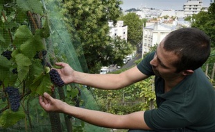 Un jardinier inspecte les grappes de raisin du vignoble de la butte Bergeyre, le 11 août 2015 à Paris