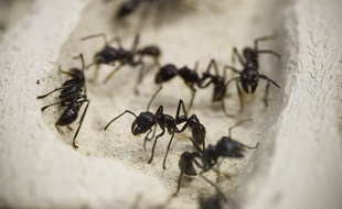 Détail de l'exposition Mille milliards de fourmis (Palais de la découverte, 2013/14) // Photo : V. Wartner / 20 Minutes