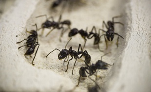 Détail de l'exposition Mille milliards de fourmis (Palais de la découverte, 2013/14)   // Photo : V. Wartner / 20 Minutes