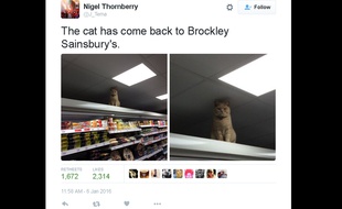Capture d'écran d'un tweet d'un internaute montrant Olly, le chat qui aime rester perché sur les étagères d'un supermarché de Brockley, au sud de Londres.
