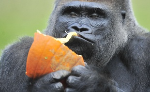 Le gorille Koko dans le zoo de Détroit en 2014.
