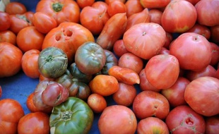 Les surfaces dédiées à l'agriculture biologique en France ont augmenté de 25% au 1er semestre 2012 et une production en forte hausse comme le lait (+39%) est désormais suffisante pour répondre à la consommation, a annoncé mardi l'Agence Bio, l'organisme de la filière.