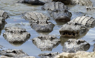 Des alligators en Floride (illustration).