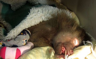 Tante Bessie, femelle babouin pensionnaire du zoo de Paignton, en Grande-Bretagne, récupère après ses deux arrêts cardiaques, le 21 janvier 2015.