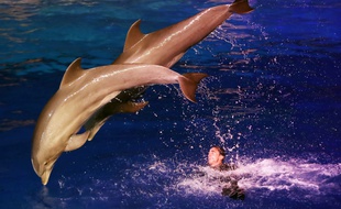 Des dauphins sautant hors de l'eau lors d'un spectacle de nuit au marineland d'Antibes le 7 décembre 2016 / AFP PHOTO / VALERY HACHE