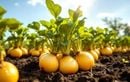 Semez ce légume ancien début août pour des récoltes abondantes et faciles jusqu’aux premiers froids