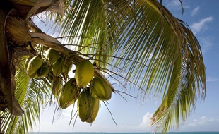 Des noix de coco sur un arbre.