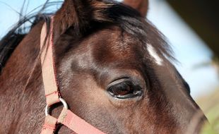 Le département de l'Ain a enregistré son premier cas de cheval mutilé, une jument en l'occurrence.
