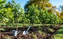 Planter ces arbres fruitiers fin août : la clé pour des récoltes abondantes et un verger vigoureux dès l’automne