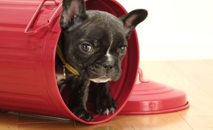 Ne vous fiez pas à cette petite bouille, attendrissante, prévient le reportage de CBS Los Angeles. Ce bouledogue français est un véritable chien de garde (photo d'illustration).